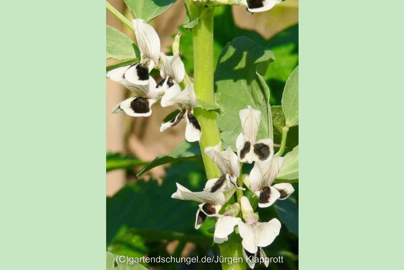 # Grosse weisse Blüten