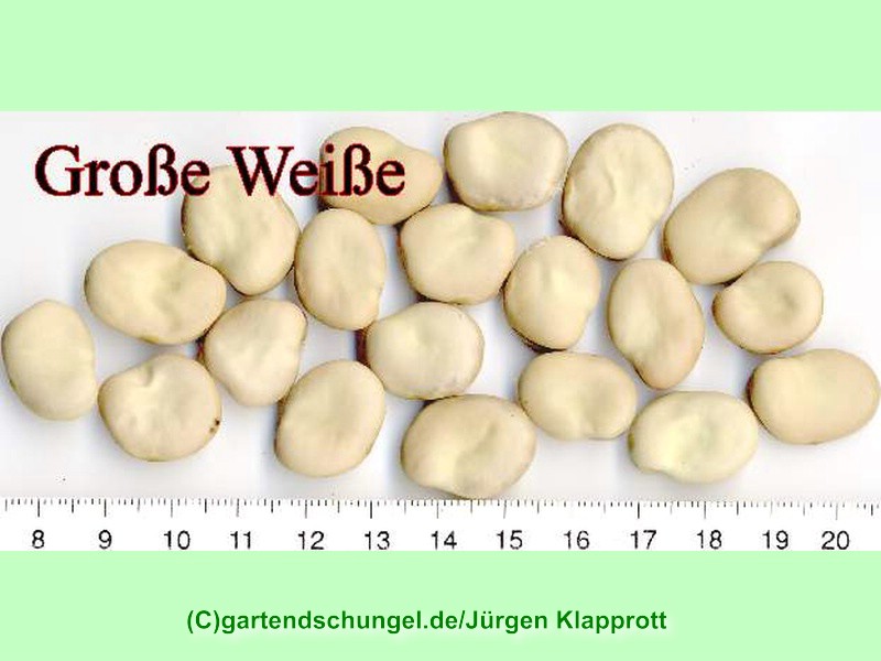 # Grosse weisse Blüten