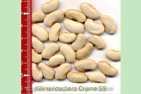 Kilimandscharo Creme