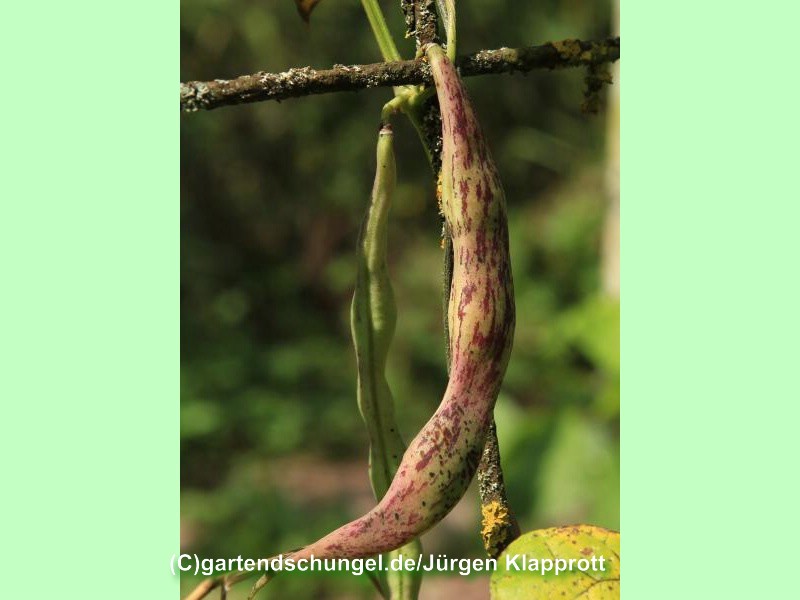 Kilimandscharo Schwarzbeige Gestreift
