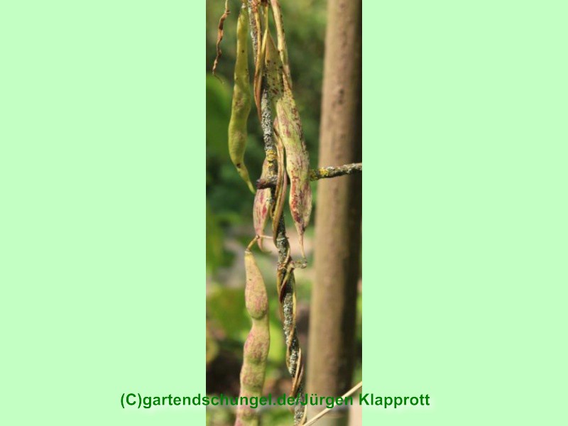 Kilimandscharo Schwarzbeige Gestreift