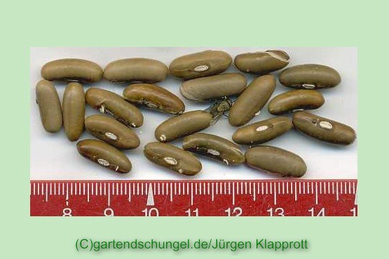 # Haricot nain braun