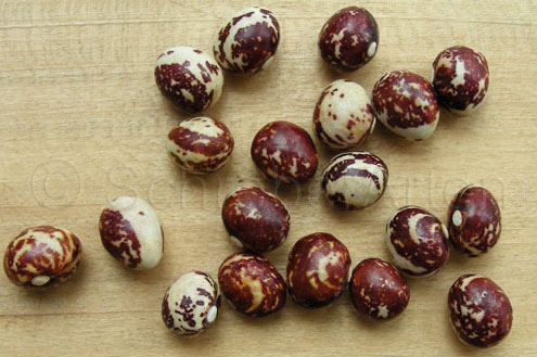 Good Mother Stallard Bean