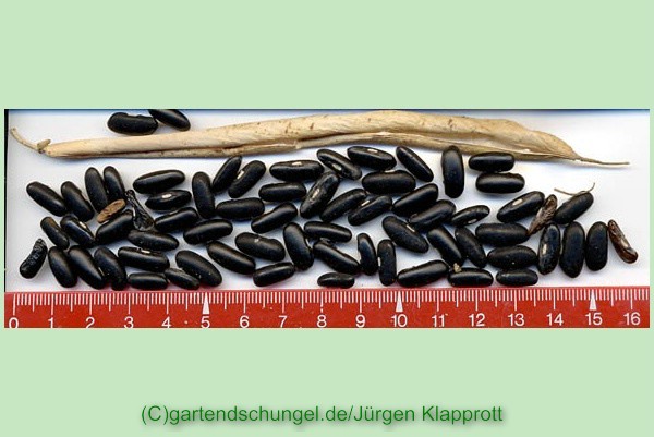 # Haricot nain schwarz