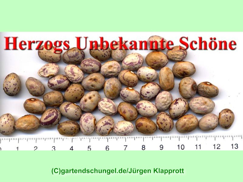 # Herzogs unbekannte Schöne