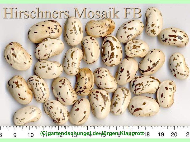 # Hirschners Mosaik
