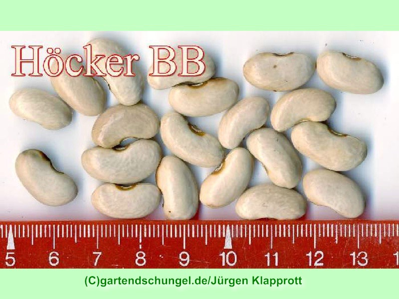 Höcker