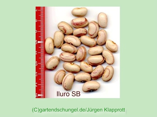 Iluro