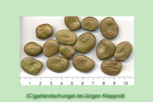 Imperial Green Longpod