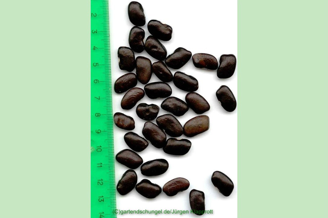 # Iran Flatbean schwarz