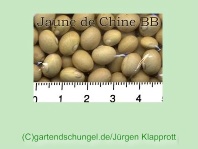 Coco Jaune de Chine