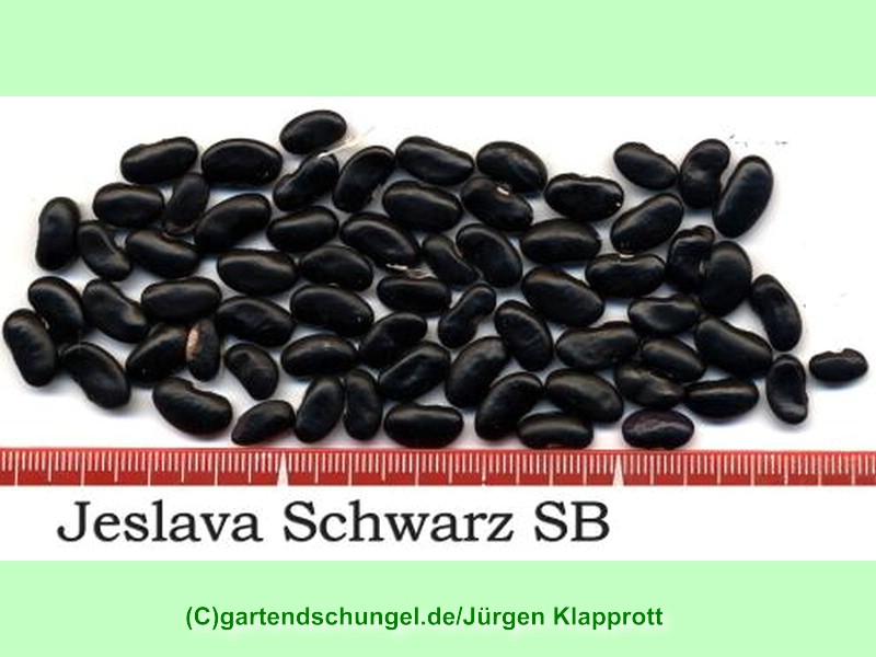 Jeslava schwarz