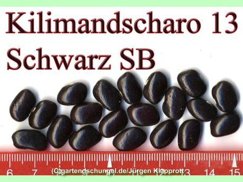 Kilimandscharo schwarz