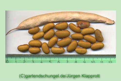 Kilimandscharo beige