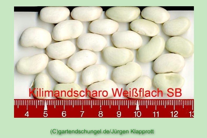 Kilimandscharo weiss flach