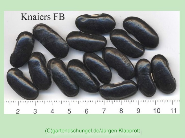 Knaiers