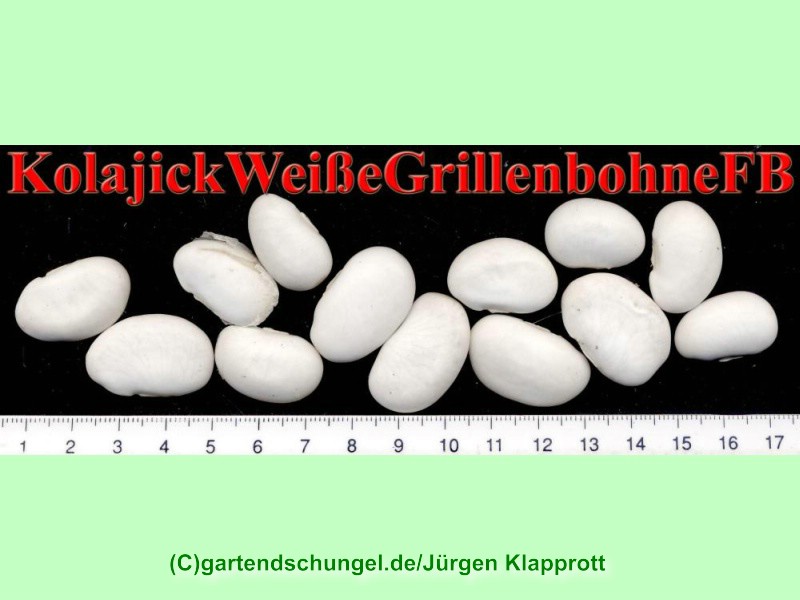 Kolajick Weisse Grillenbohne