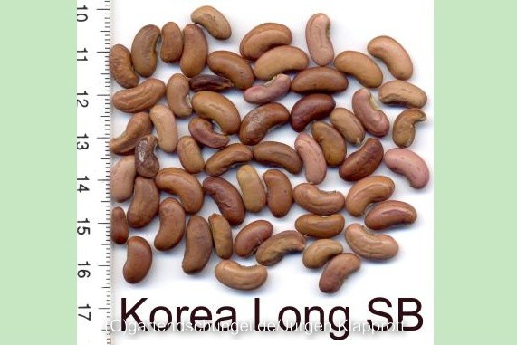 Korea Long