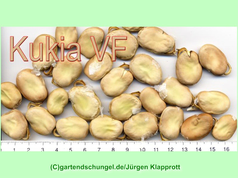 Kukia
