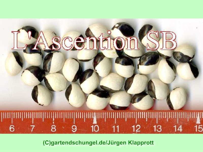 L'Ascention