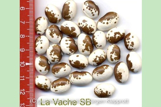 La Vache
