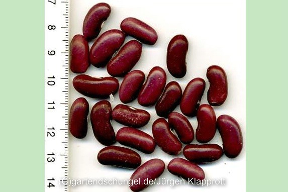 Rote Montezuma