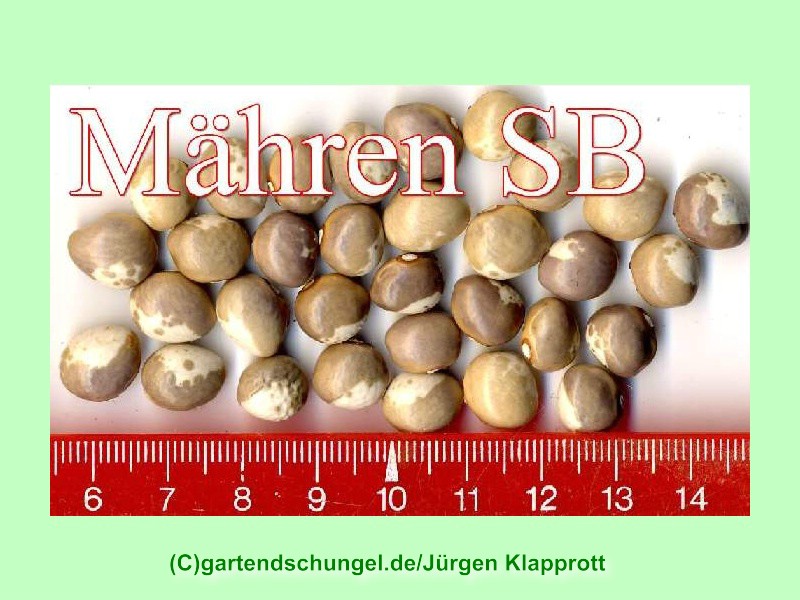 Maehren