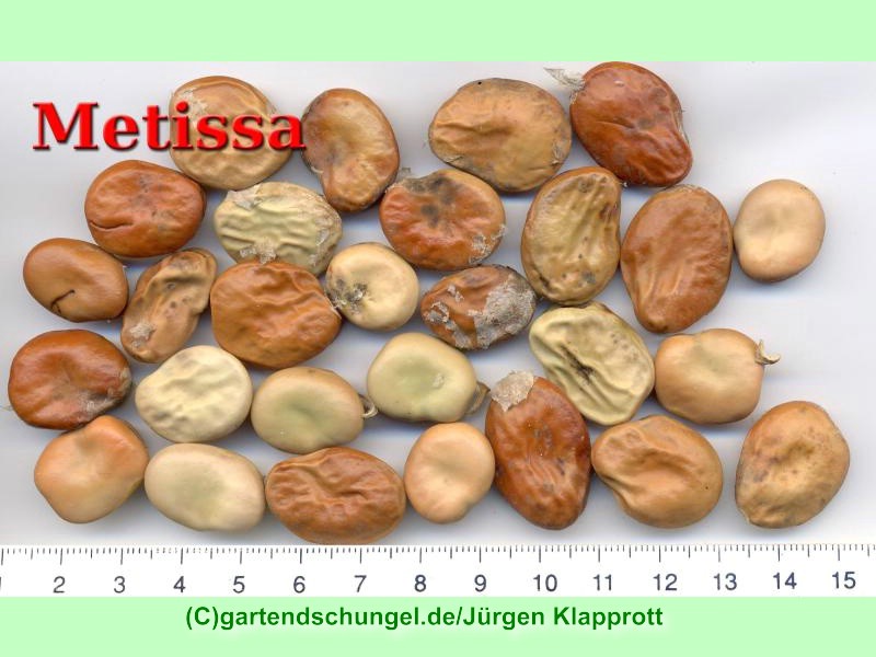 Metissa