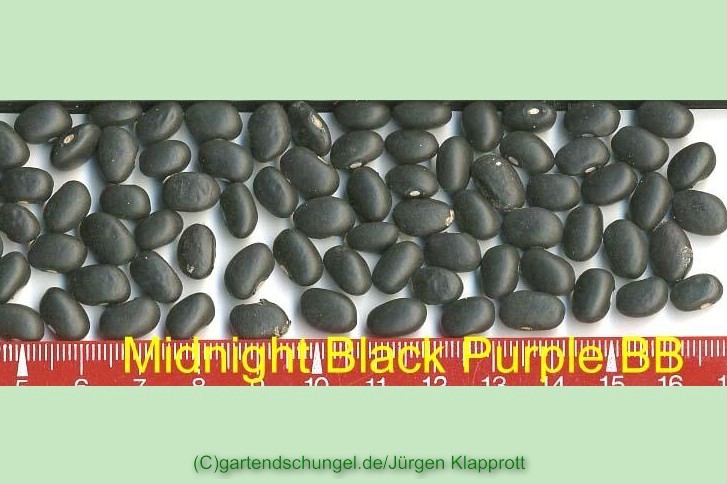 Midnight Black Turtle