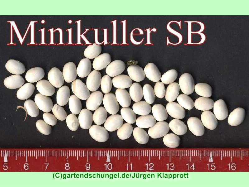 # Minikuller