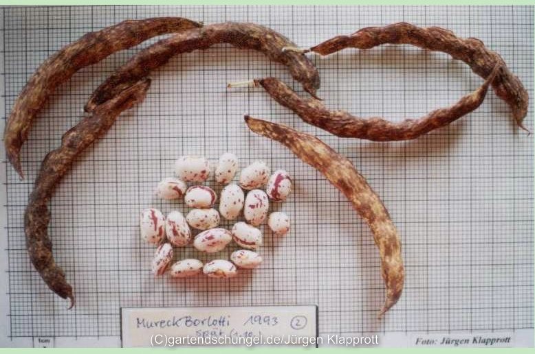 Mureck Borlotti