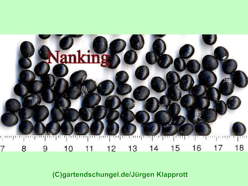 Nanking