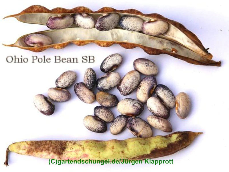Ohio Pole Bean