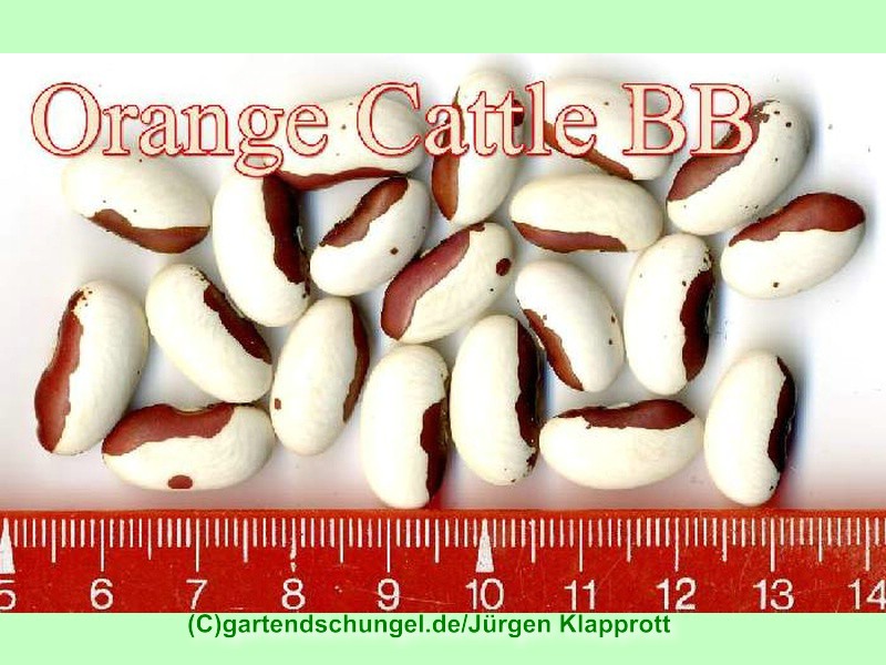 Orange Cattle