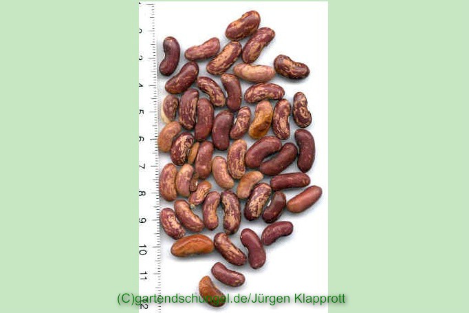 # Peters Frühe Amalienbohne