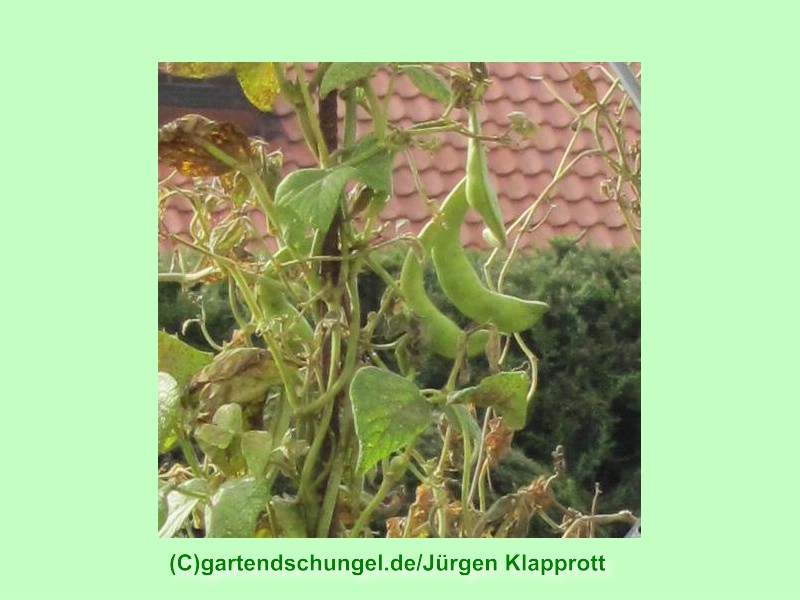 Posthörnchen Grün