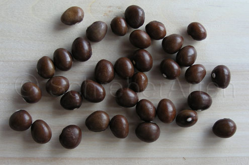 Graines de Cafe