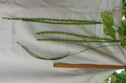 Green Seeded Snake Bean