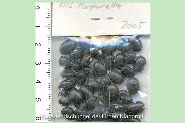Purpurella