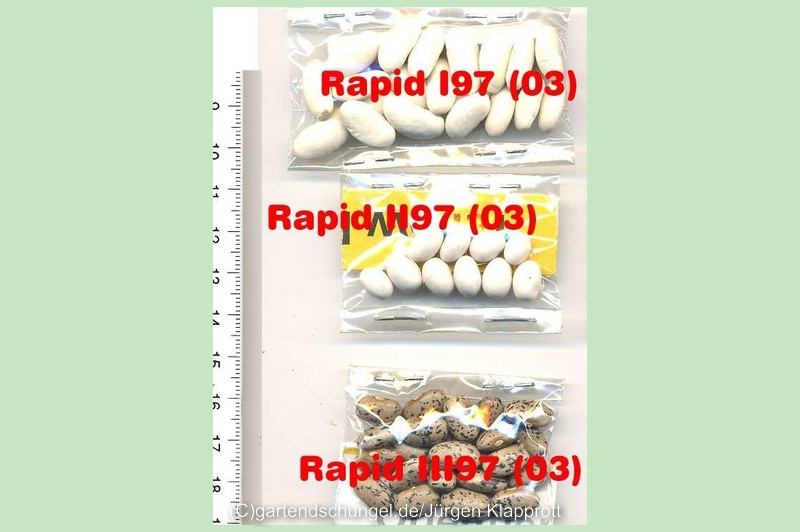 Rapid