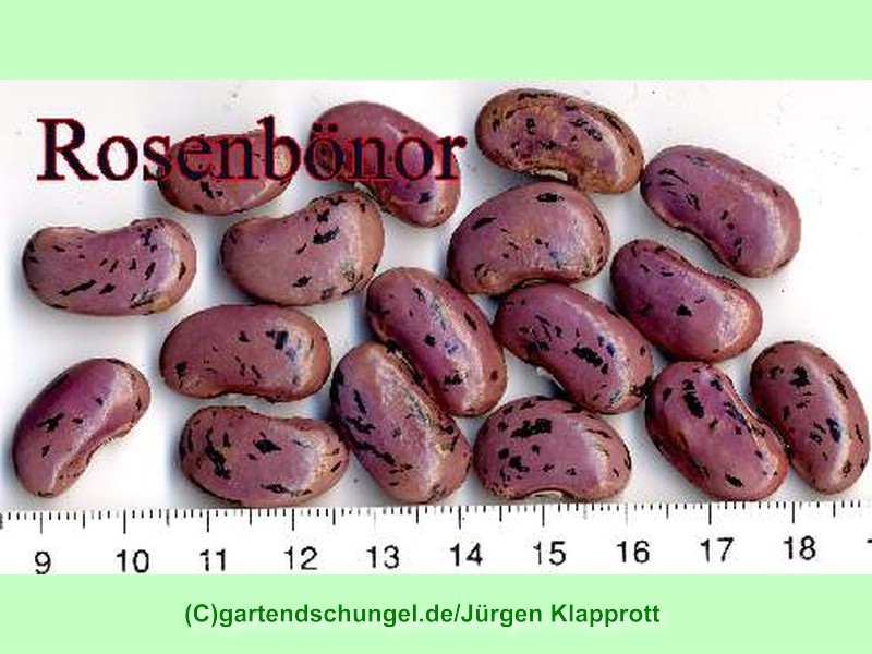 Rosen Bonör