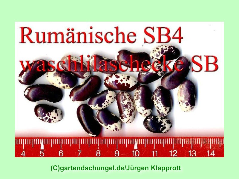 Rumänische Waschlilaschecke