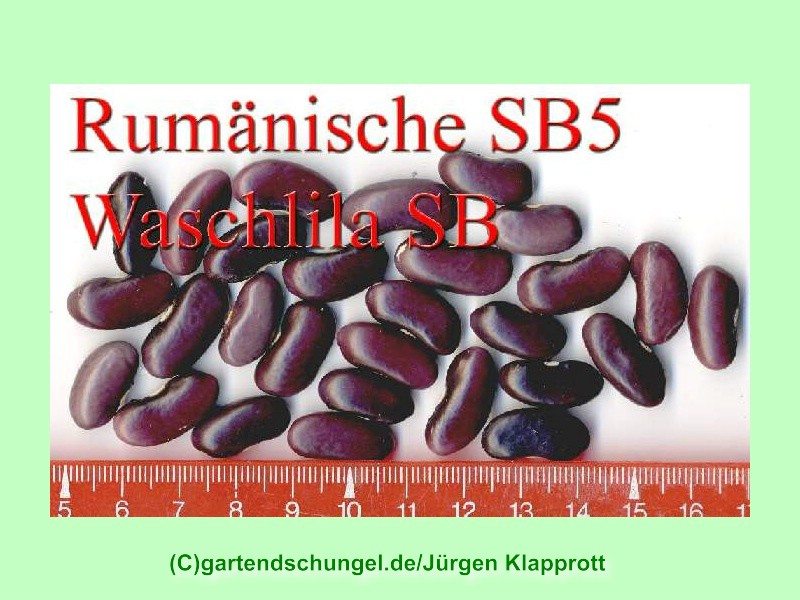 Rumänische Waschlilaschecke