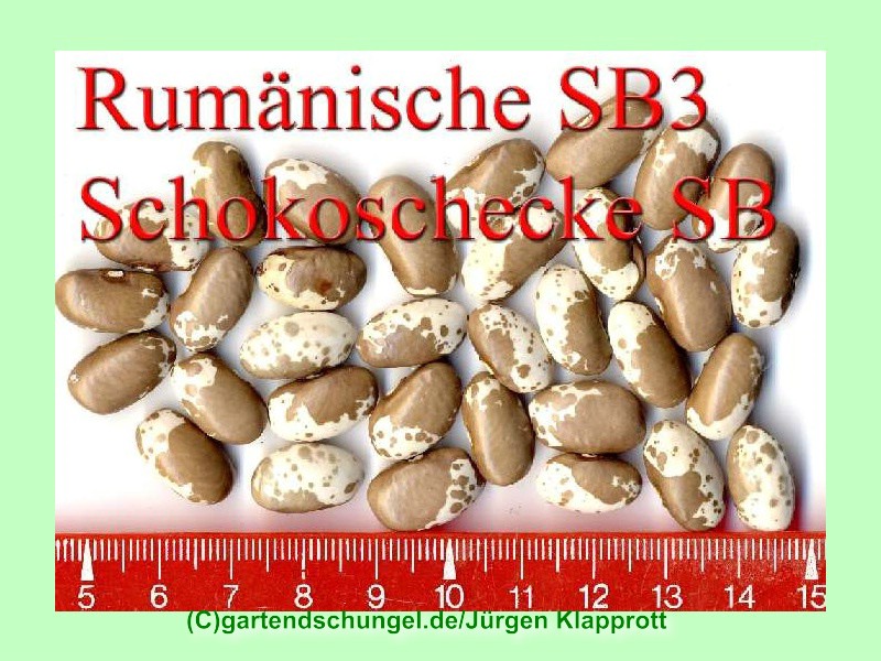 Rumänische Schokoschecke