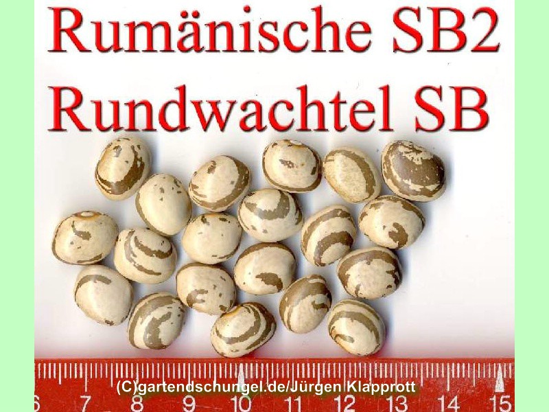 Rumänische Rundwachtel
