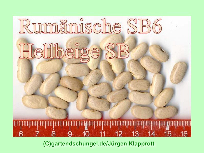 Rumänische Hellbeige