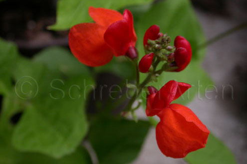 Hammonds Dwarf Scarlet