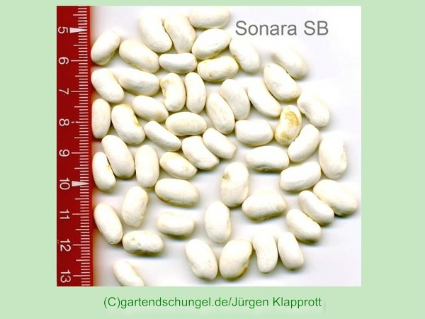 Sorana