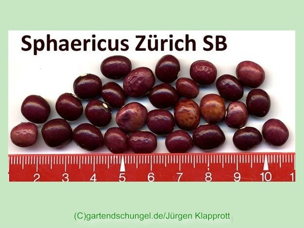 Sphaericus Cardinalis