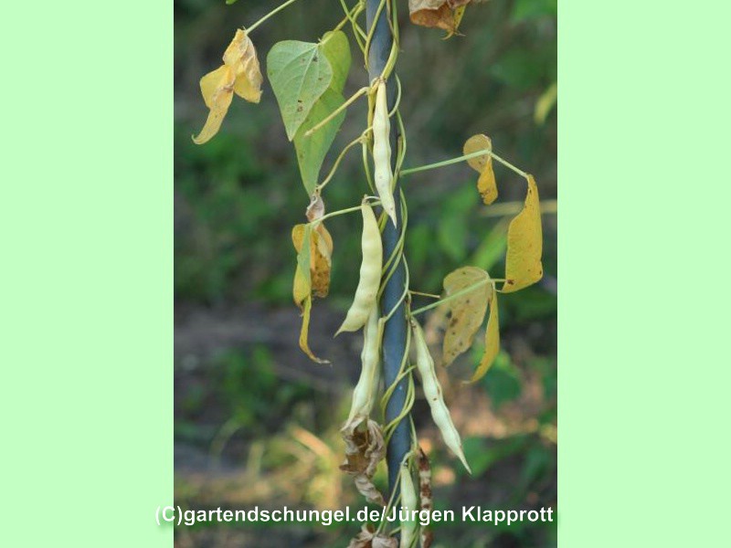 # Sprenkel Baunflecke
